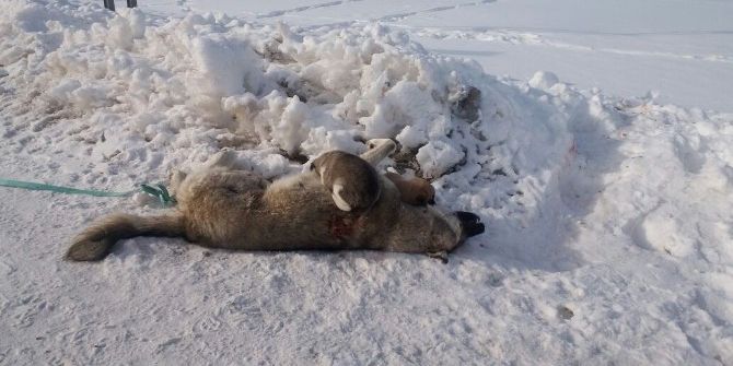 Anneleri Ölen Yavru Köpeklere Sıcak Yuva