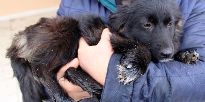 Minik Garip’e Yuva Aranıyor