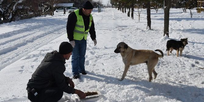 Uşak’ta Sokak Hayvanları Unutulmadı