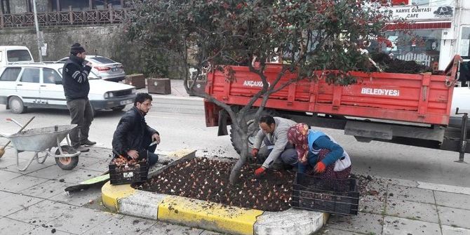 Akçakoca Baharı Lalelerle Karşılayacak