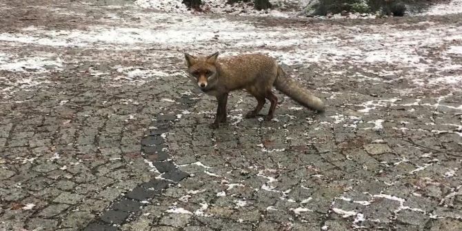 İstanbul’da Karda Aç Kalan Tilki Vatandaşın Yanına Geldi