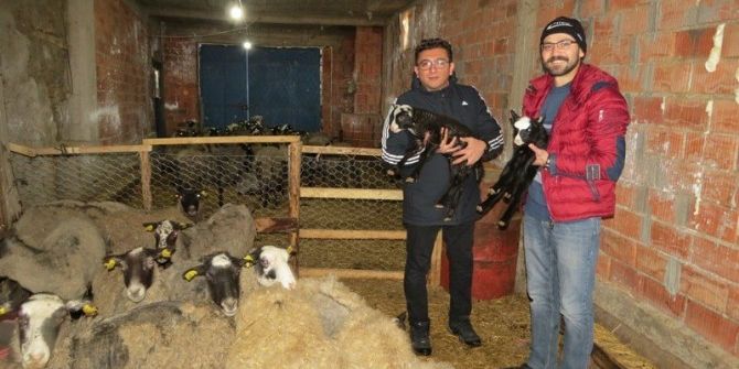 Yalıhüyük Romanov Koyunu İle Tanışıyor