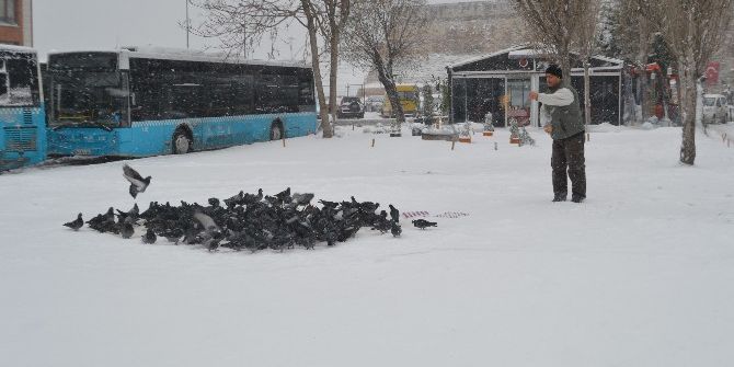 Karda Yem Bulamayan Kuşların Yardımına Vatandaş Koştu