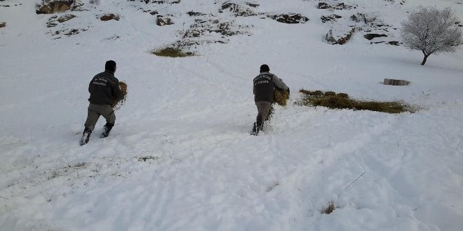 Konya’da Anadolu Yaban Koyunlarına Yem Takviyesi