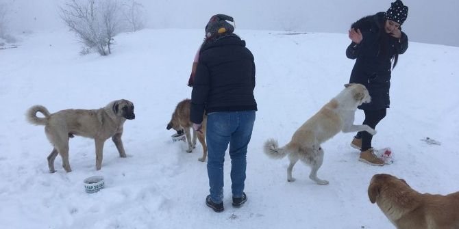 Edirne’de Sokak Hayvanları Unutulmadı