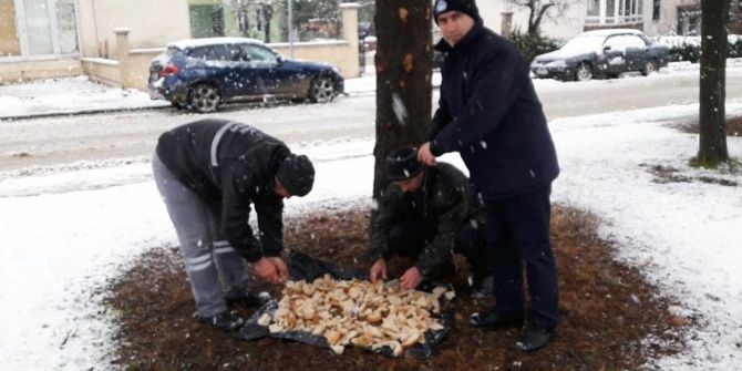 Sokak Hayvanlarına Yem