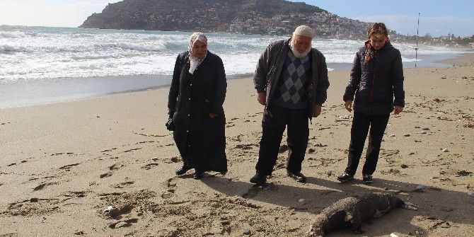 Alanya’da Ölü Akdeniz Foku Sahile Vurdu