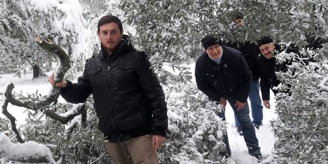 Kar Zeytin Ağaçlarını Kırdı