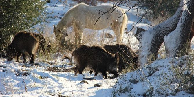 Foça’da Domuz Sürüsü Şehre İndi