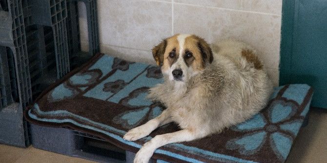 Gaziosmanpaşa Belediyesi, Kardan Etkilenen Sokak Hayvanlarını Unutmadı