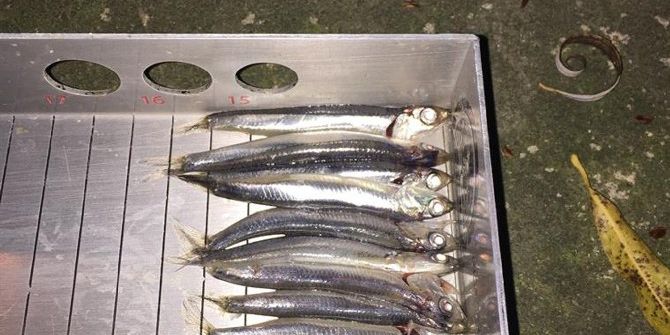 5 Ton Hamsiye El Konuldu