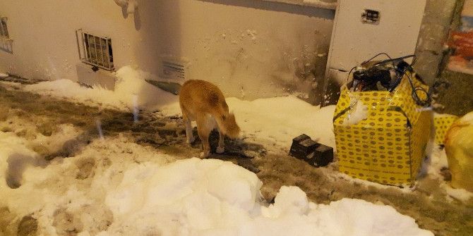 İstanbul’da Köpekler Kar Altında Yemek Aradı