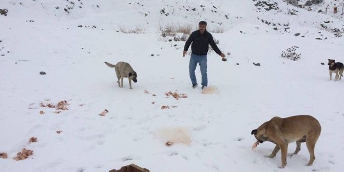 Vatandaşlar Sokak Hayvanlarını Unutmadı