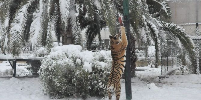 Sibirya Kaplanlarının Kar Keyfi