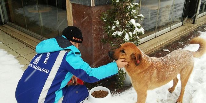 Beyoğlu’nda Sokak Hayvanları Yalnız Değil