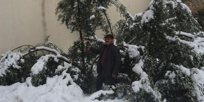 Mut’ta 20 Yıl Sonra Yağan Kar Zeytinleri Vurdu