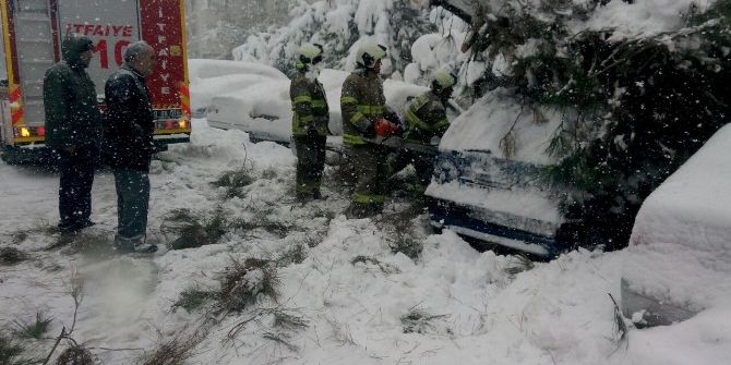 Bandırma’da Kar Yağışı 30 Ağacı Yerle Bir Etti