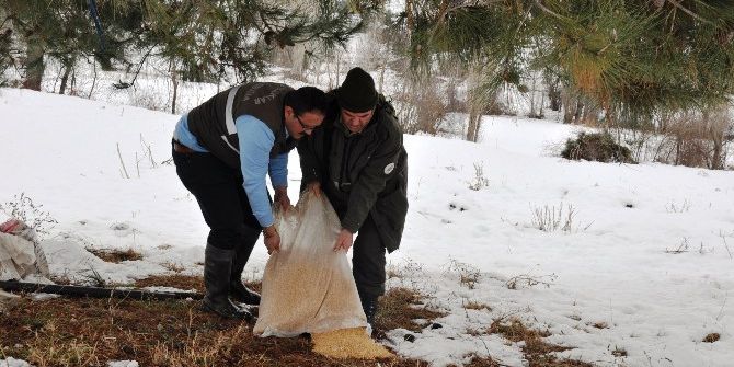Bilecik’te Yaban Hayvanlar İçin Doğaya Yem Bırakıldı