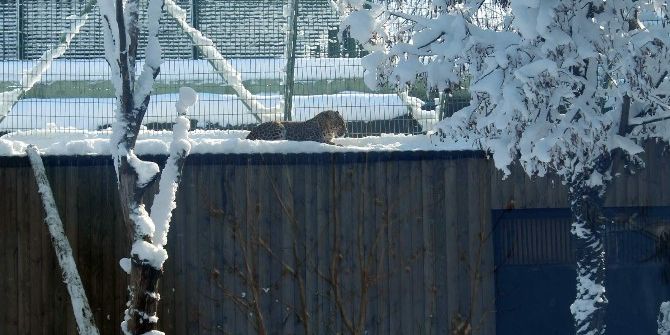 Kış Uykusuna Yatmayan Ayıların Kar Keyfi