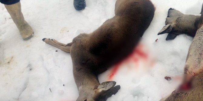 Yavru Karacaların Öldürülmesine Doğaseverlerden Tepki
