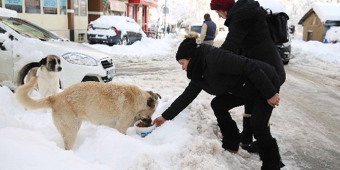 Can Dostları İçin Nilüfer Belediyesi Ve Gönüllü Hayvansever Dayanışması
