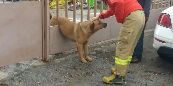 Köpek Kaçarken Korkuluğa Sıkıştı