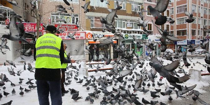 Fatih Belediyesi Sokak Hayvanlarını Yalnız Bırakmadı