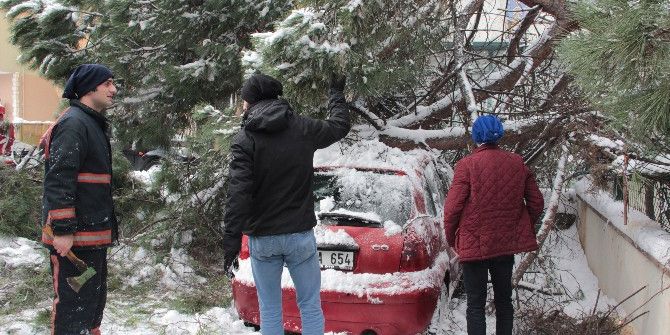 Kar, 50 Yıllık Çam Ağacını Otomobilin Üzerine Devirdi