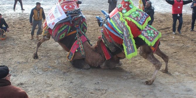 Şehitlere Saygı İçin Develer Davulsuz Güreşti