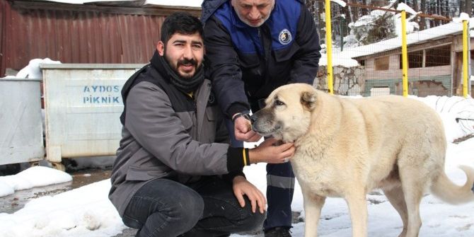 Kartal Belediyesi Sokak Hayvanlarının Yanında
