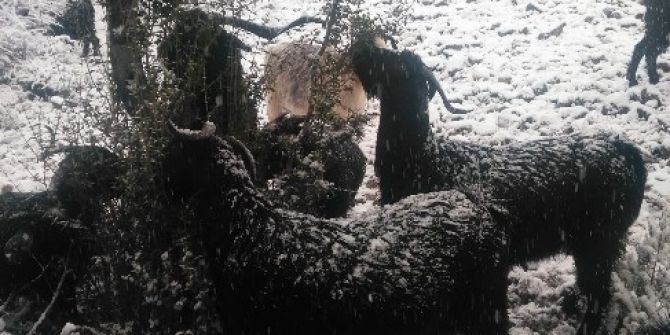 "Keçi İnadı" Engel Tanımıyor