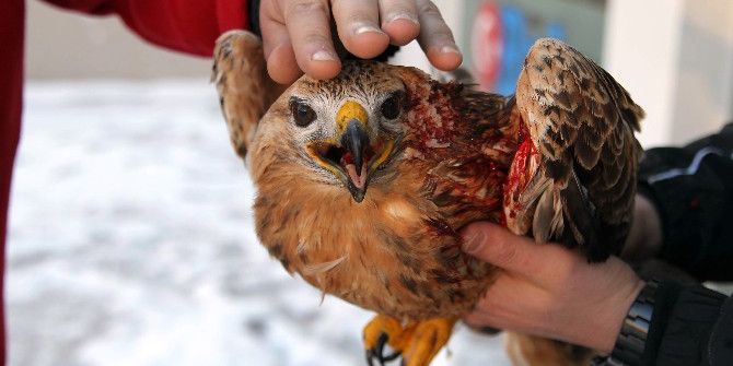 Donmak Üzere Olan Yaralı Şahin Kurtarıldı