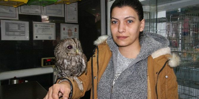Yaralı Baykuş Hayvanat Bahçesine Teslim Edildi