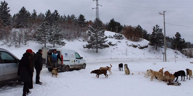 Kütahya Barosu Yaban Hayvanları İçin Doğaya Yem Bıraktı