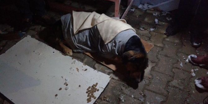 Donmak Üzere Bulunan Köpek Son Anda Kurtarıldı