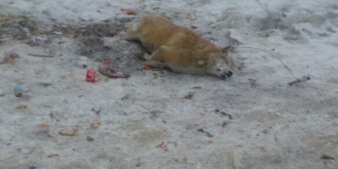 Hakkari’de Bir Köpek Donarak Telef Oldu