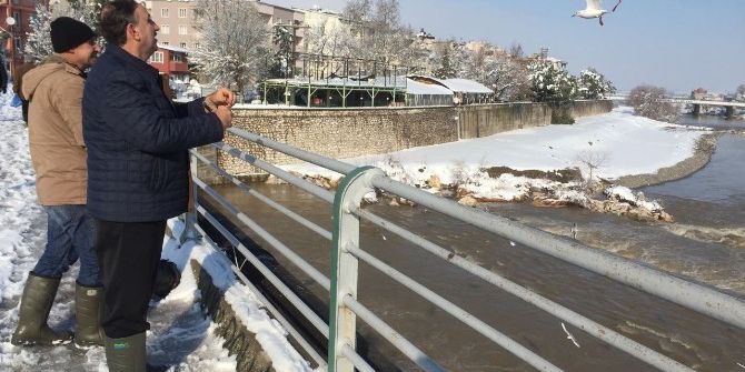 Başkan Hayvanlara Yem Dağıttı