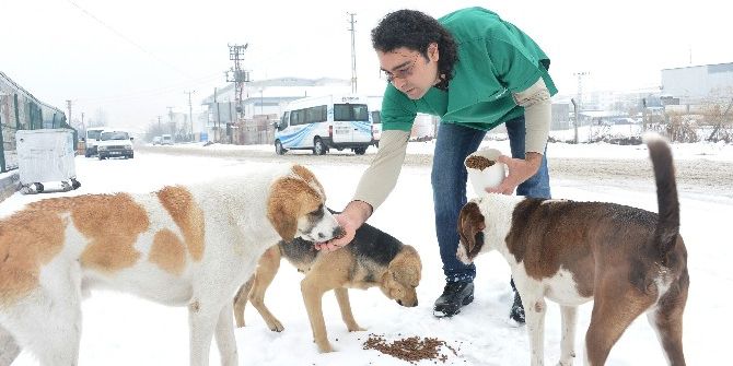 Büyükşehir’den, 2016’da Sokak Hayvanları İçin 5 Milyon Tl’lik Harcama