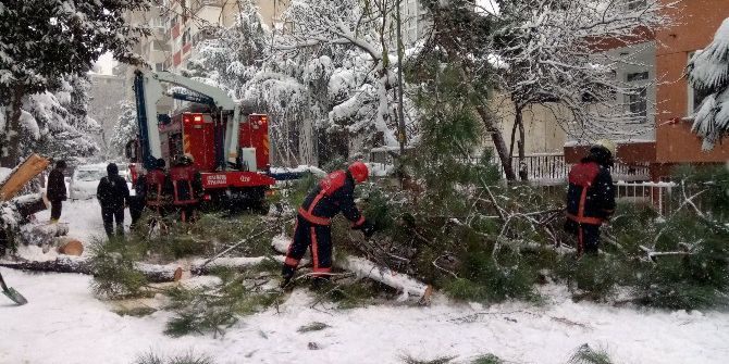 Yoğun Kar Yağışı Nedeniyle Ağaç Devrildi