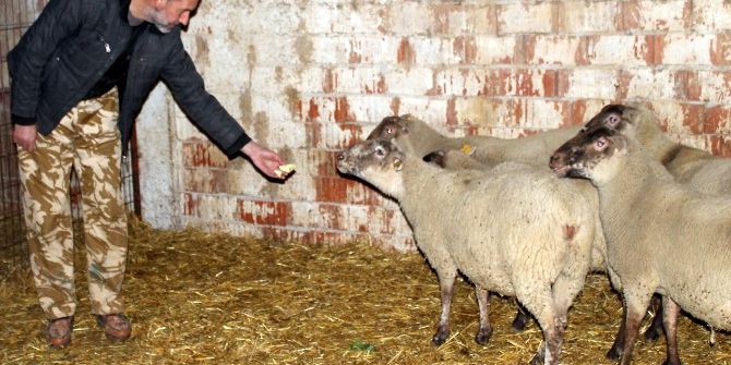 Dev Fransız Koyunları Bursa’da