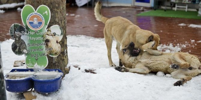 Maltepe’de Mama Verilen Köpeklerin Mutluluğu Kamerada