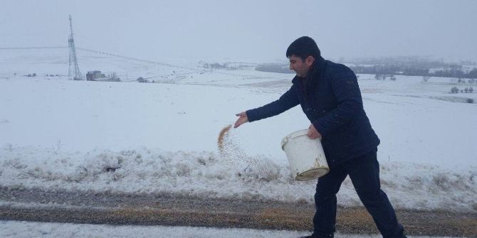 Tufanbeyli’de Yaban Hayvanlarına Yem Bırakıldı