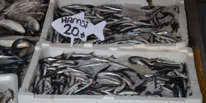 Ordu’da Hamsi 20 Lira