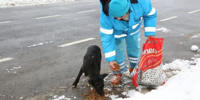 Çekmeköy’de Sokak Hayvanları Unutulmadı