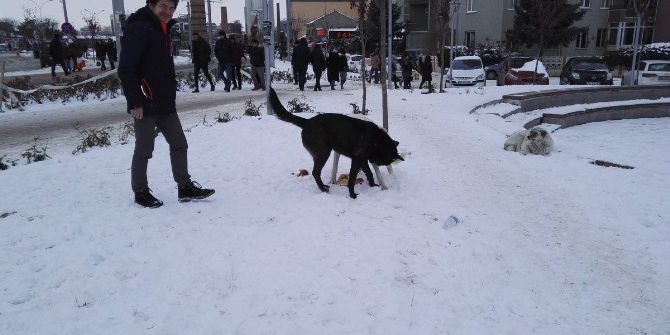 Ak Gençlerden Sokak Hayvanlarına Yardım
