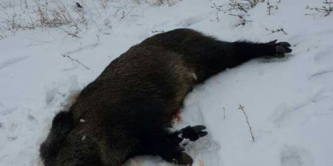 Aç Kalan Yaban Domuzu İlçe Merkezine İndi