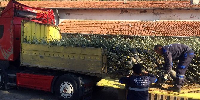 1040 Dönüme Ceviz, Zeytin Ve İncir Fidanı Dikilecek