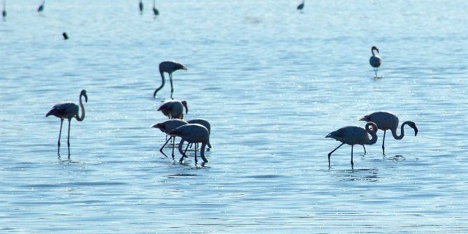 Tuzla Sulak Alanı İçin Av Yasağı İstediler