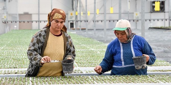 Muratpaşa’nın Parklarına Kış Çiçekleri