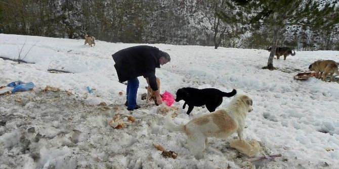 Bursa’da Doğadaki Hayvanlar Unutulmadı